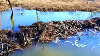 Using Excavator to Remove Beaver Dams [upl. by Cargian]