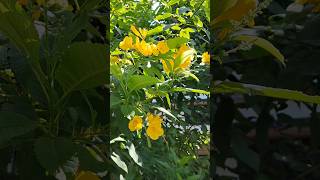 Tecoma Flower trendingshorts flowers latest viralshortvaazhaeyybananetrendingsong [upl. by Yvad]