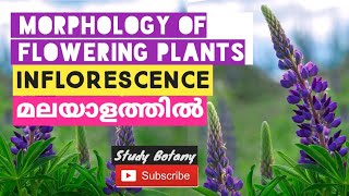 THE INFLORESCENCE  RACEMOSE CYMOSE MORPHOLOGY OF FLOWERING PLANTS PLUS ONE BIOLOGY MALAYALAM 6 [upl. by Theodosia]