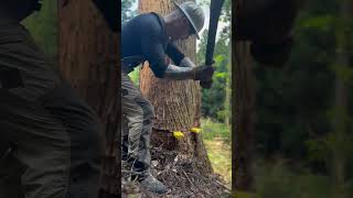 Lumberjack skunk 伐倒 lumberjack chainsaw logger logging [upl. by Aitnauq]