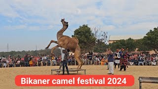 Bikaner camel festival 2024 me unt ka nartya [upl. by Claudy5]