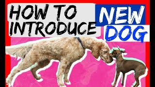 How to bring a new dog to your dog at home  Dog Training with Americas Canine Educator [upl. by Paff45]