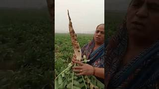 How to sow seeds and pluck season ki pehli mooli [upl. by Ididn]